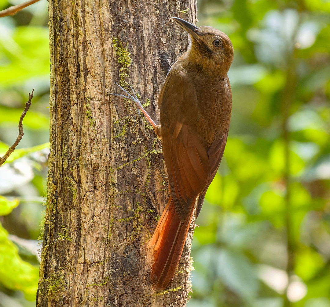 image Plain-brown Woodcreeper